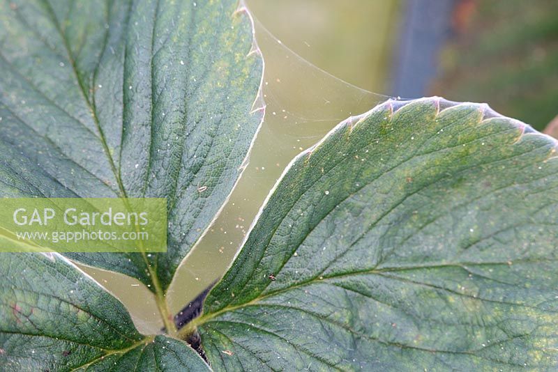 Tetranychus urticae - Glasshouse red spider mite showing webbing on strawberry leaves