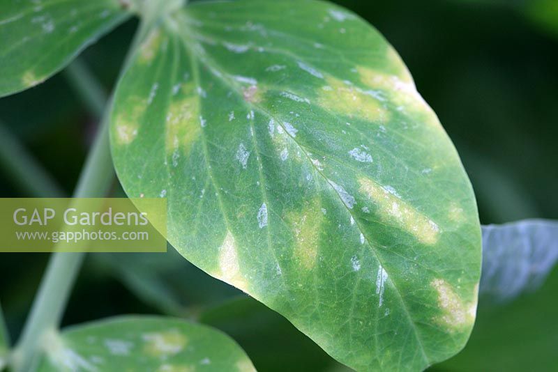 Peronospora viciae - Pea downy mildew close up of upperside of leaf