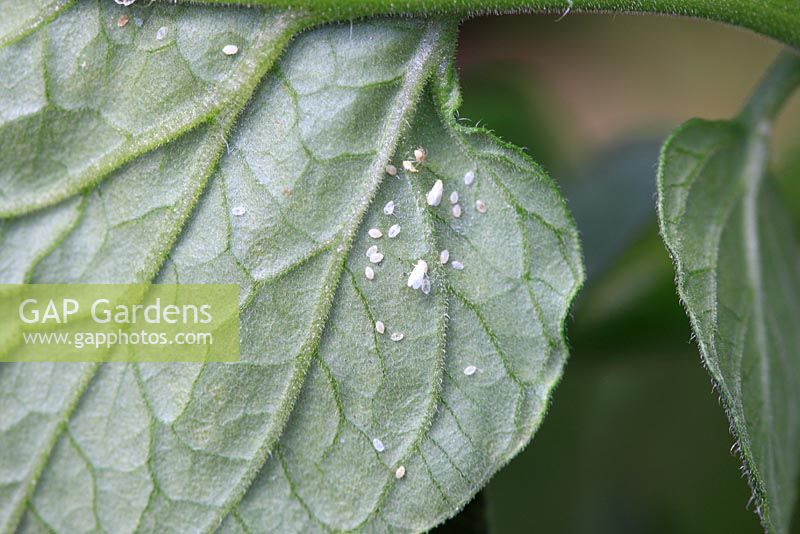 Trialeurodes vaporariorum - Glasshouse whitefly on underside of tomato leaf