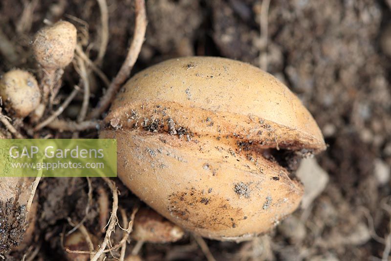 Splitting in potato caused by rapid growth followed by water shortage