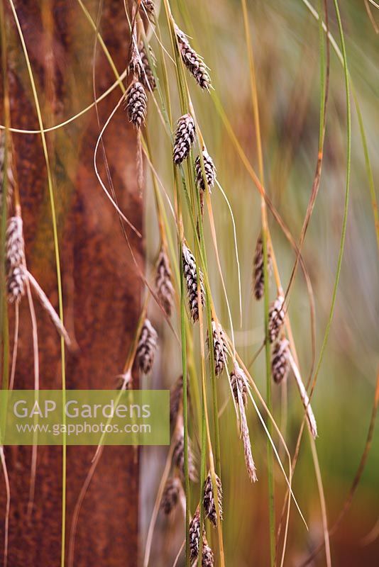 Flowers of Carex testacea hanging over the side of a rusty pot