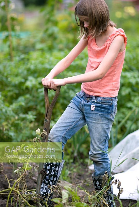 Girl digging potatoes