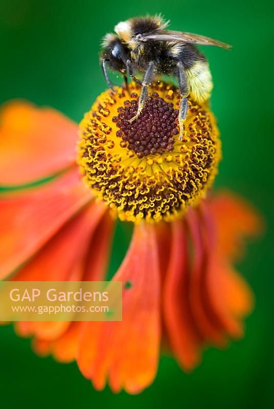 Bumble bee on Helenium flower