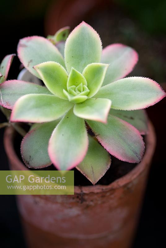 Sempervivum growing in terracotta pot
