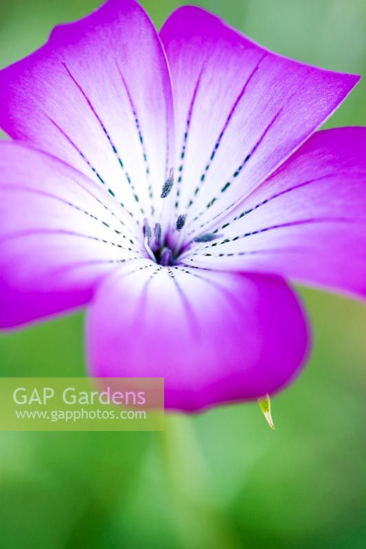 Agrostemma Gracilis - Graceful Corncockle flower
