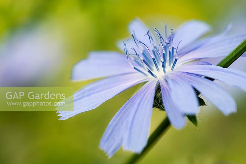 Cichorium Intybus 'Electric Blue' - Chicory flower