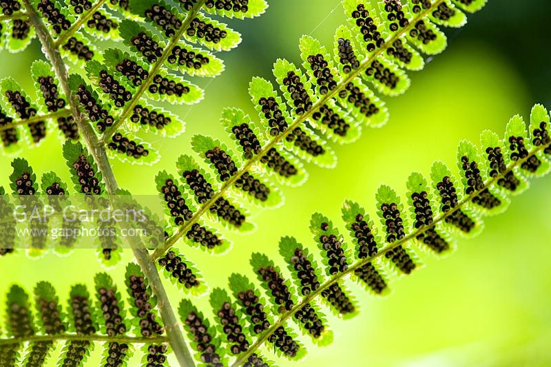 Dryopteris affinis - Scaly male fern