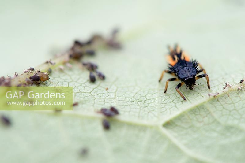 Ladybird larvae feeding amongst aphids on a bean leaf