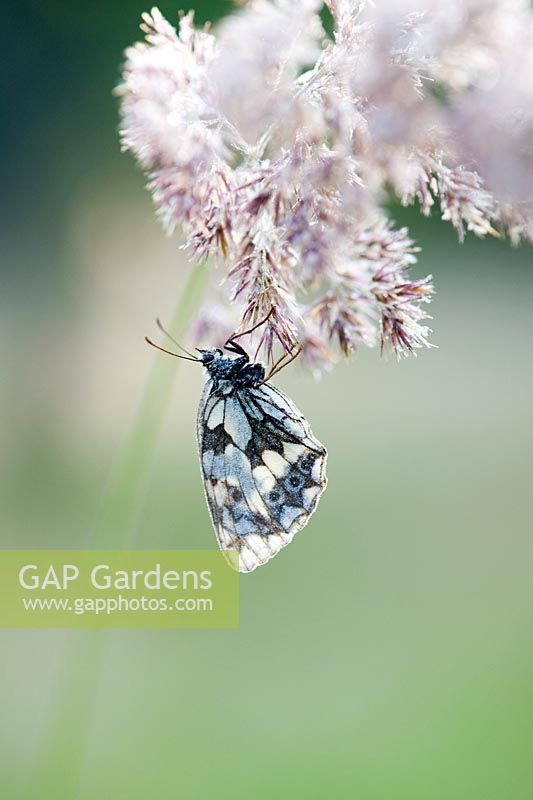 Marbe White butterfly, Melanargia Galathea, warming up on a grass stem in the English countryside