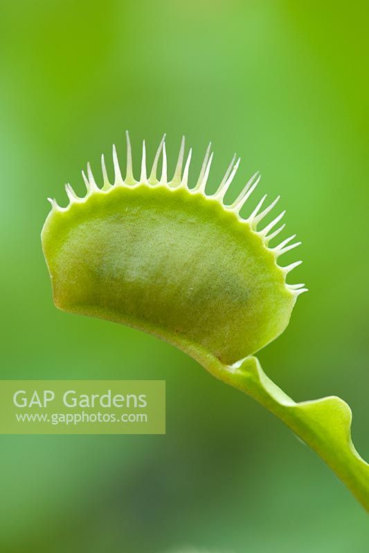 Dionaea muscipula - Venus fly trap 