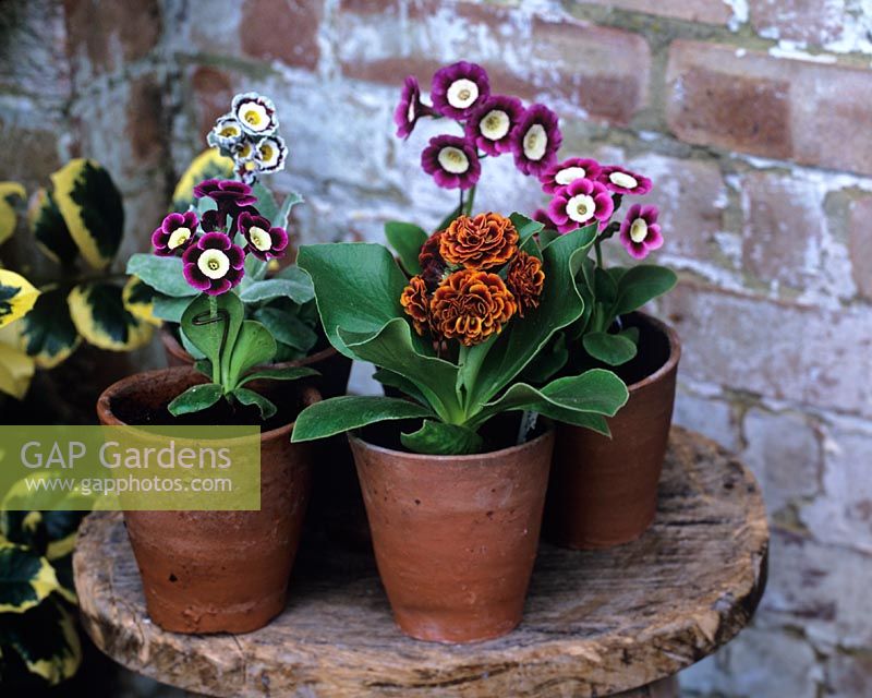 Group of potted Primula auricula - 'Hawkswood', 'Nina', 'Choquita', 'Ian Greville' and 'Sir John Hall'