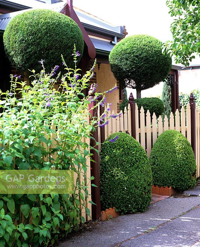 Topiary by front entrance with timber picket fence