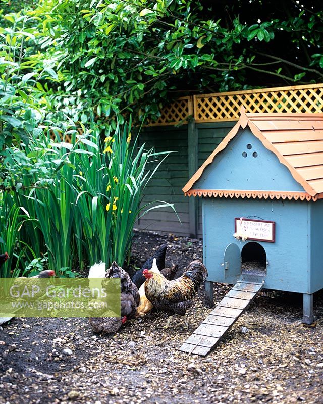 Decorative chicken house