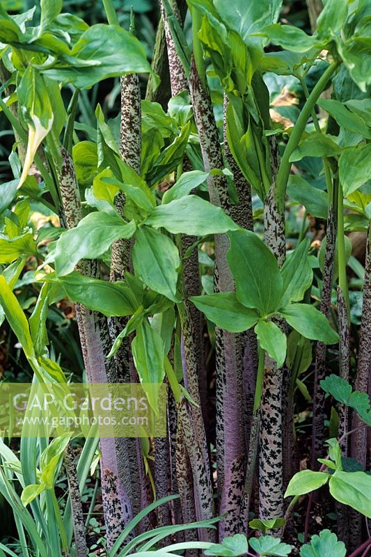 Dracunculus vulgaris - Arum Dracunculus with thick blotched stems and Spring foliage