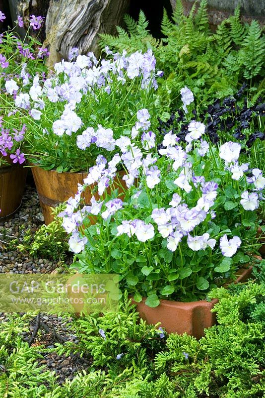 Viola 'Rebecca' and 'Myfanwy' in containers - Hunmanby Grange, Yorkshire