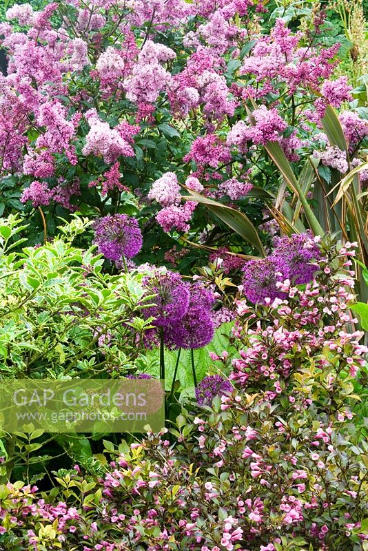 Weigela florida, Syringa, Foliis purpureis and Allium 'Purple Sensation' 