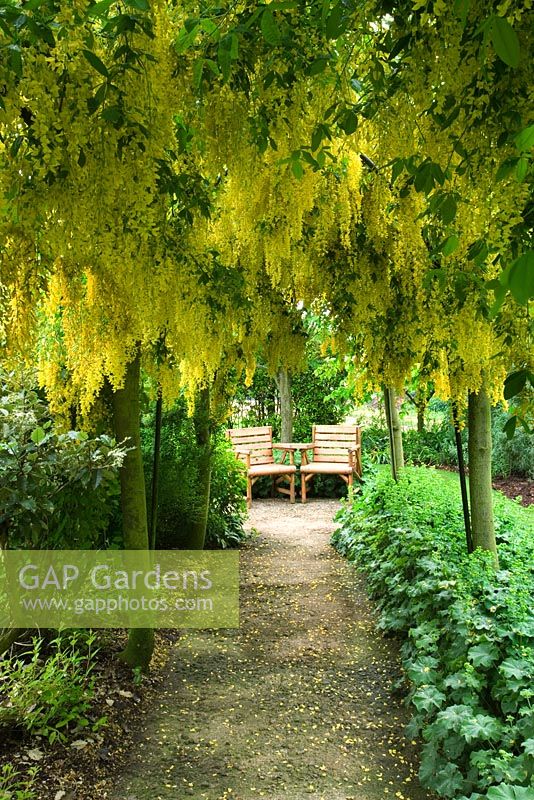 Path leading to seating area in Laburnum tunnel underplanted with Alchemilla mollis 