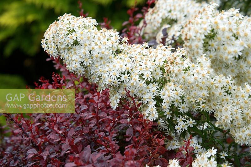 Berberis thunbergii 'Darts Red Lady' and Olearia scilloniensis - Hunmanby Grange, Yorkshire