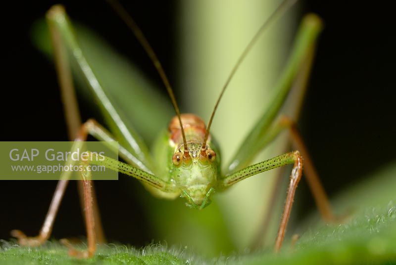 Leptophyes punctatissima - Speckled Bush Cricket 