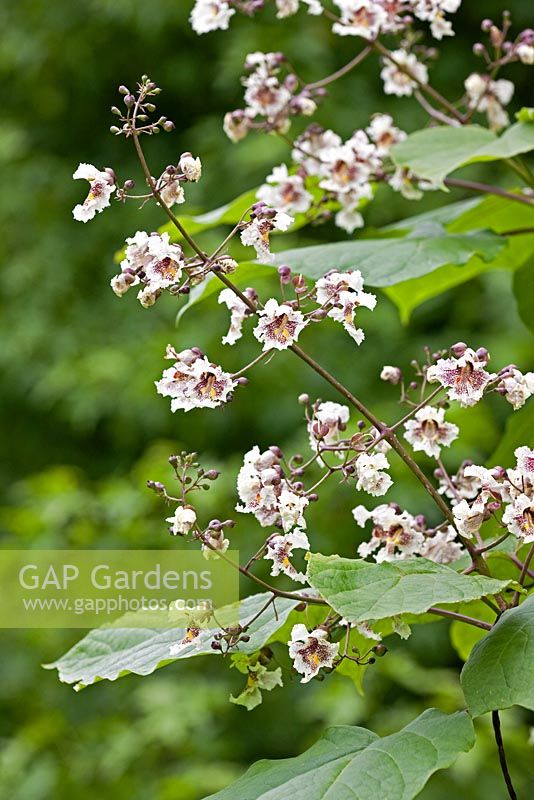 Catalpa bignoniodes - Indian Bean Tree
