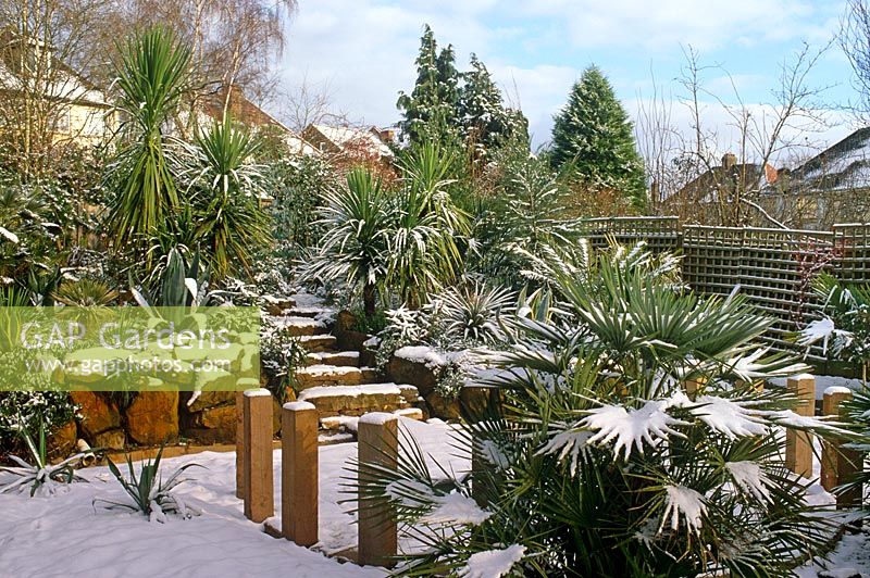 Mediterranean style garden in winter - Radlett Avenue, Sydenham