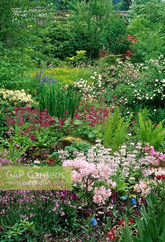 Bog garden planted with Azalea, Primula vialli, Meconopsis, Ferns, Iris and Persicaria bistorta - Gresgarth Hall, Lancashire