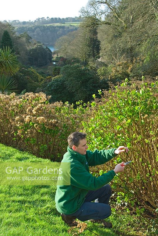 Darren Dickey, Head Gardener at Trebah, nr Falmouth, Cornwall, pruning Hydgrangeas 