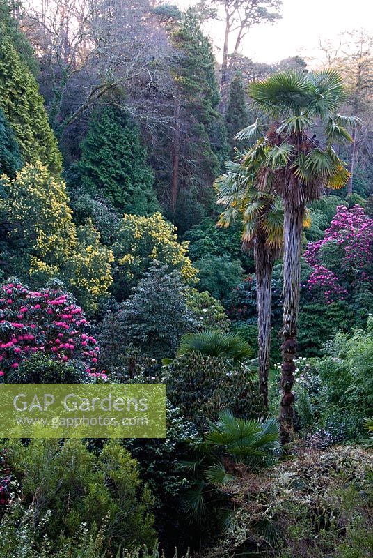 Trachycarpus fortunei shoot up amongst a dense mix of Rhododendron arboreum hybrids, bamboos and yellow flowered Acacia dealbata framed by tall conifers, Oak and Beech - Trebah, nr Falmouth, Cornwall