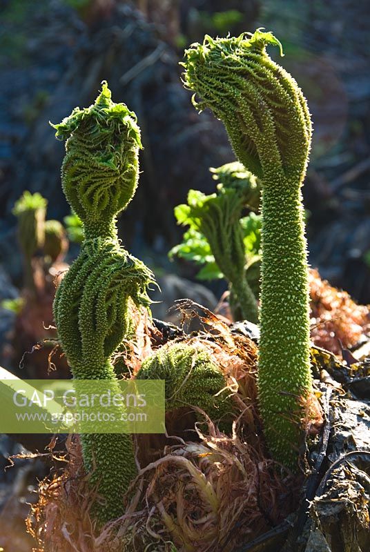 New leaves erupt from the crowns of Gunnera manicata 