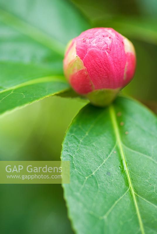 Camellia x williamsii 'Gwavas'