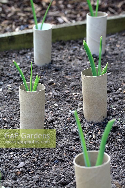 Allium porrum - Young organic leeks with recycled toilet rolls placed around them to help with blanching