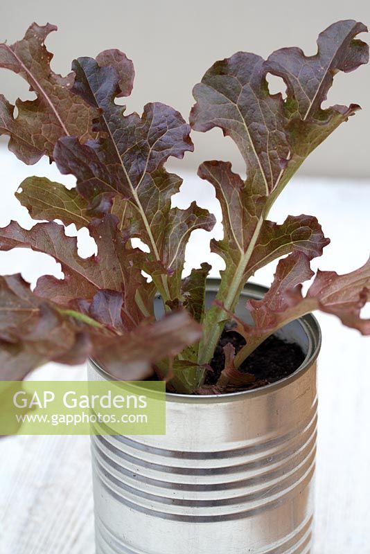 Lettuce 'Red Oak Leaf' in recycled aluminium tin can