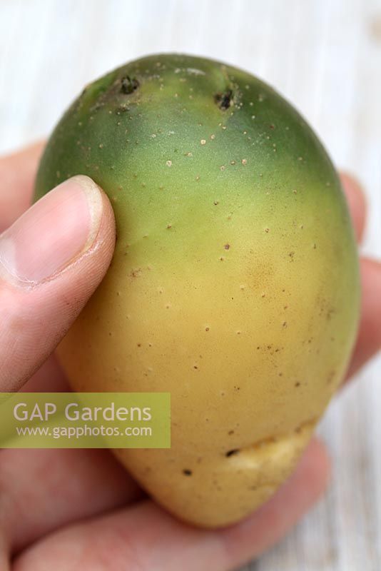 Solanum tuberosum 'Charlotte' - Potato which hasn't been earthed up properly and exposed to light whilst growing, causing top to turn green