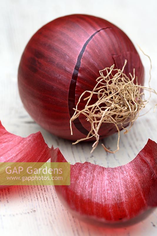 Allium cepa 'Red Baron' - Freshly picked organic onion