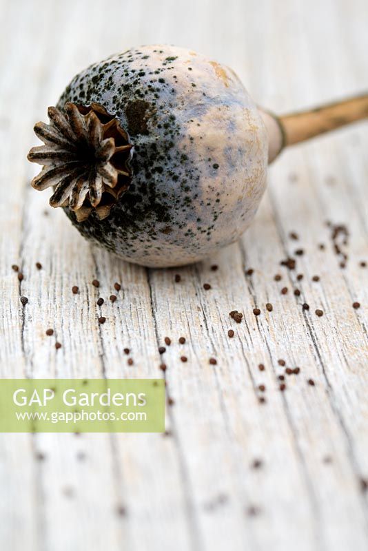 Papaver - Poppy seed head and scattered seeds