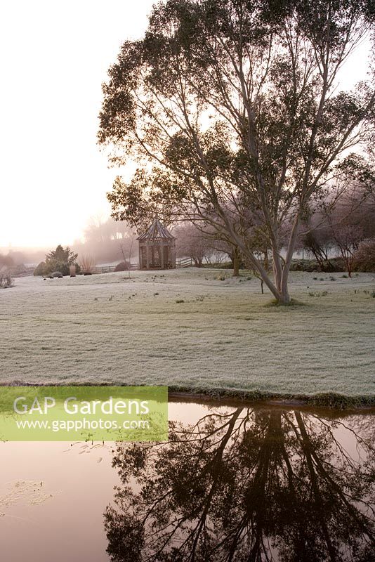 Eucalyptus pauciflora niphophila on the lawn covered with frost, beside a pond with wooden summerhouse behind