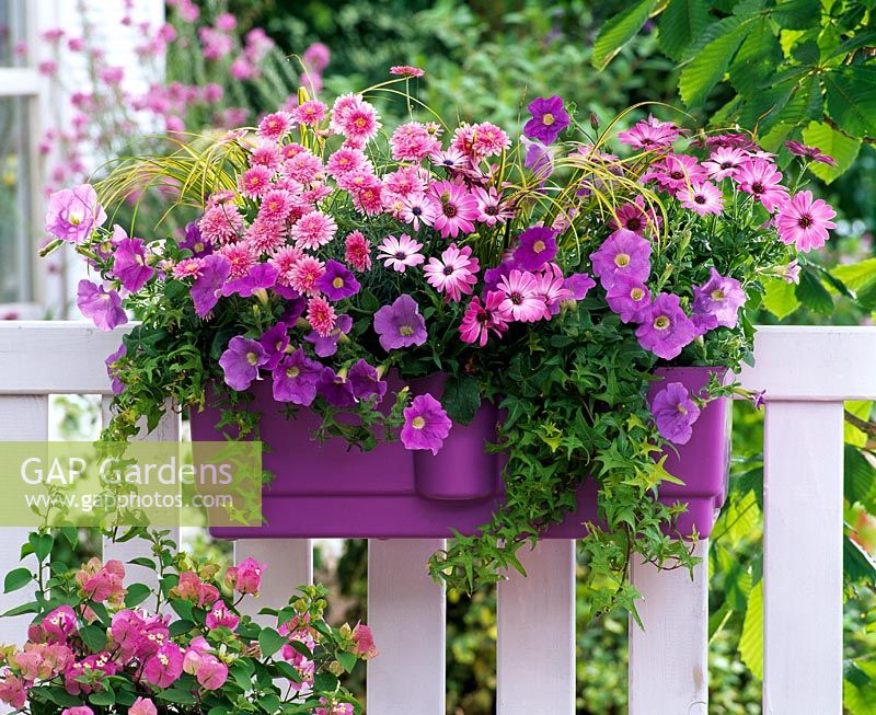 Argyranthemum 'Pomponette Pink', Osteospermum Springstar 'Keia', Petunia Dreams 'Sky Blue', Hedera 'Goldstern' and Acorus 'Ogon' in purple windowbox on balcony