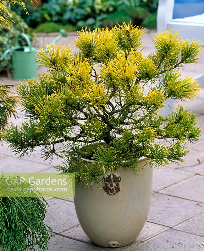 Pinus mugo 'Carstens Wintergold' in pot on patio