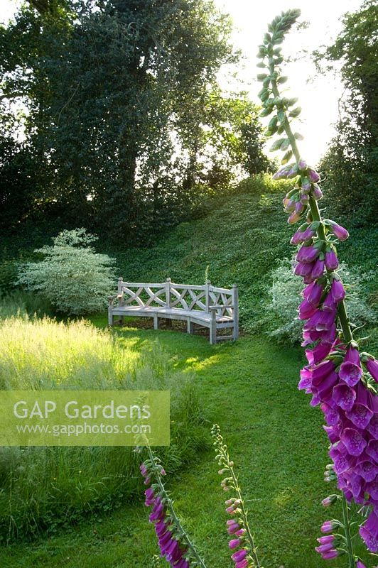 A place to sit - early morning sunlight hits beautiful wooden bench seat and foxgloves beside wildflower meadow - The Old Rectory, Haselbech, Northamptonshire. 
