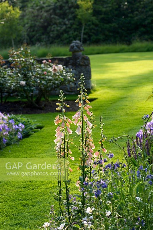 Digitalis in mixed border - The Old Rectory, Haselbech, Northamptonshire