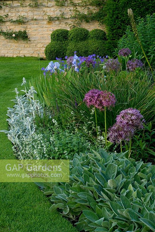 Mixed Summer bed including Allium christophii and Stachys - The Old Rectory, Haselbech, Northamptonshire