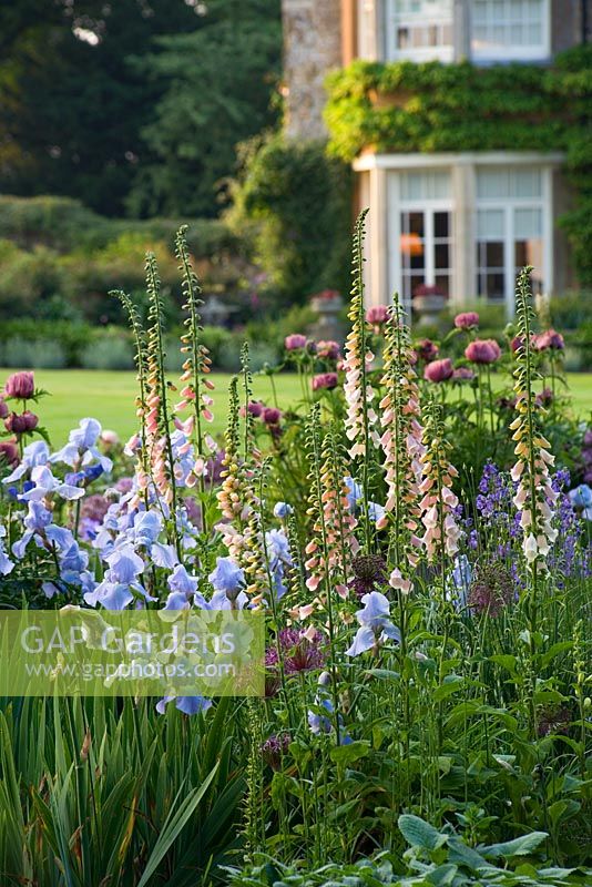 Mixed bed with Digitalis and Iris - The Old Rectory, Haselbech, Northamptonshire