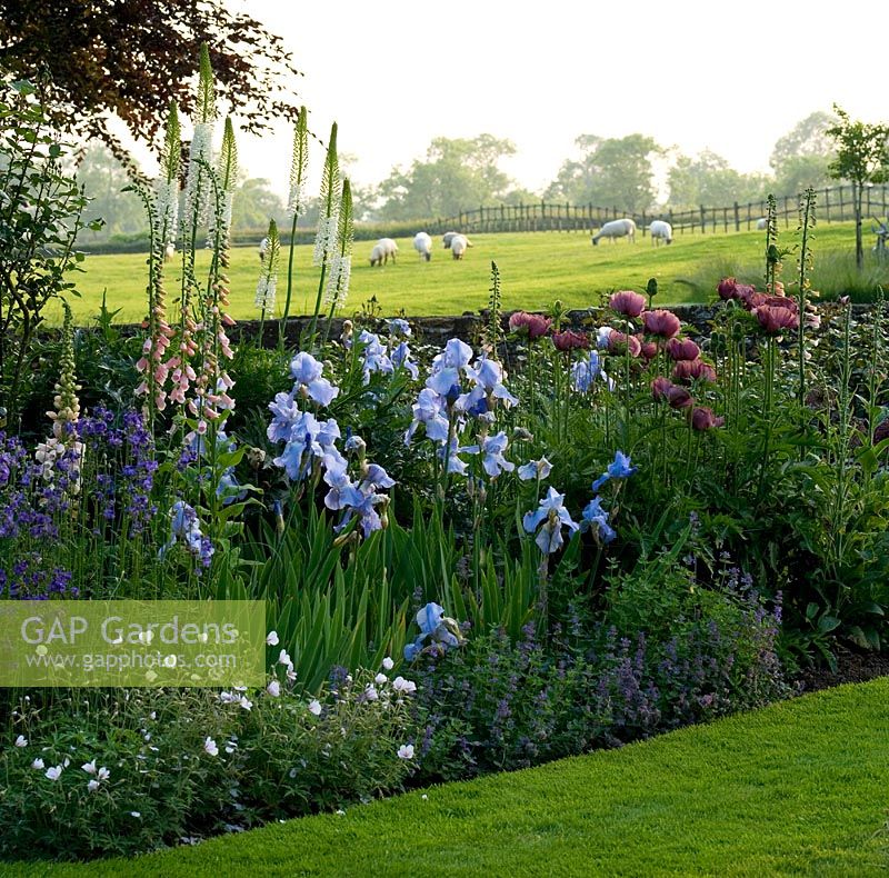 Summer bed of Papaver orientale, Iris and Digitalis with grazing sheep in field beyond - The Old Rectory, Haselbech, Northamptonshire