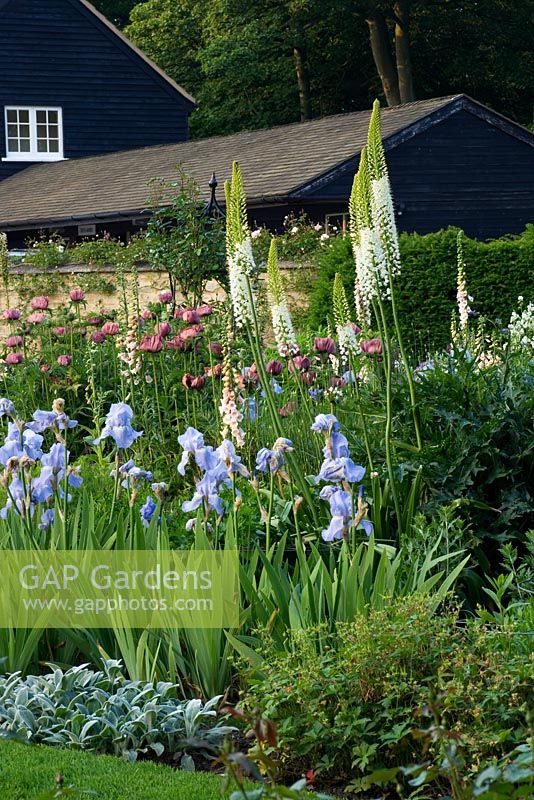 Mixed Summer bed with Eremurus, Iris and Papaver orientale - The Old Rectory, Haselbech, Northamptonshire