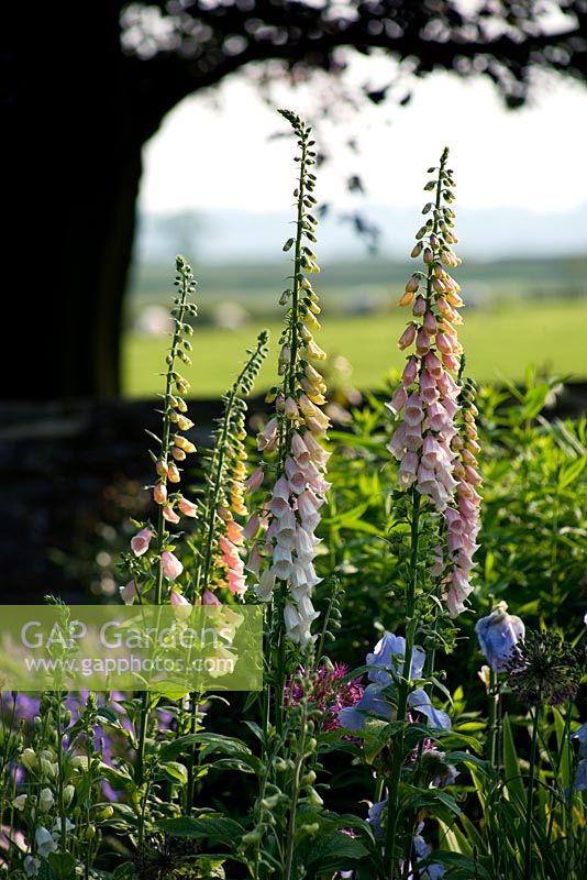 Digitalis - The Old Rectory, Haselbech, Northamptonshire