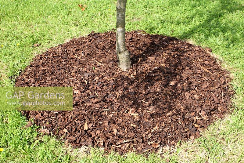 Bark chips used as mulch around base of tree 