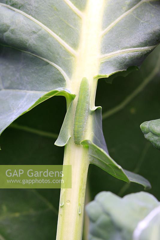 Pieris rapae - Small white caterpillars rest along the leaf midrib during the day