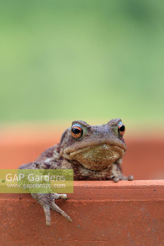 Bufo bufo - Common toad looking out of flowerpot