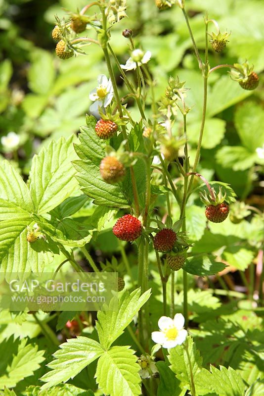 Fragaria vesca - wild strawberry plant with ripening fruit