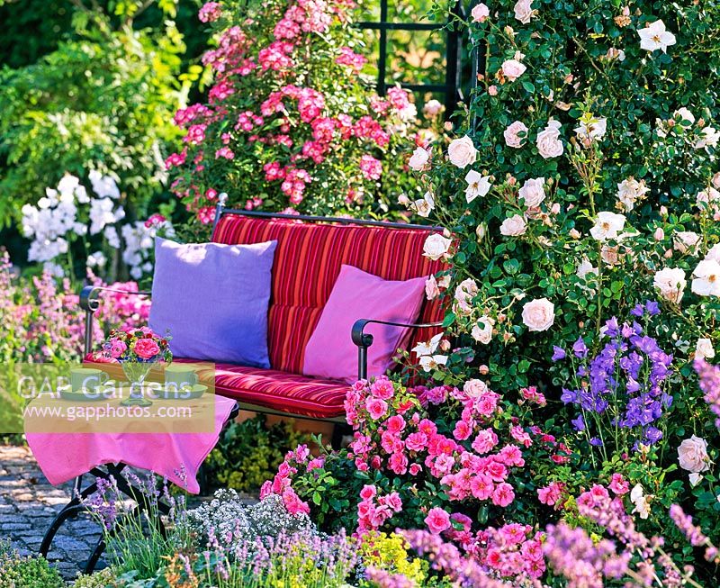 Bench and table in front of rose arbour - 
Rosa 'New Dawn', Rosa 'Bad Birnbach', Campanula persicifolia and Gypsophila